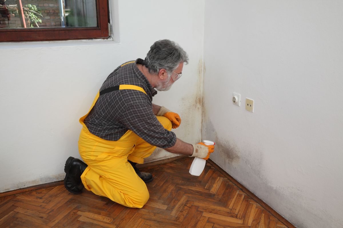 Mold Remediation Service