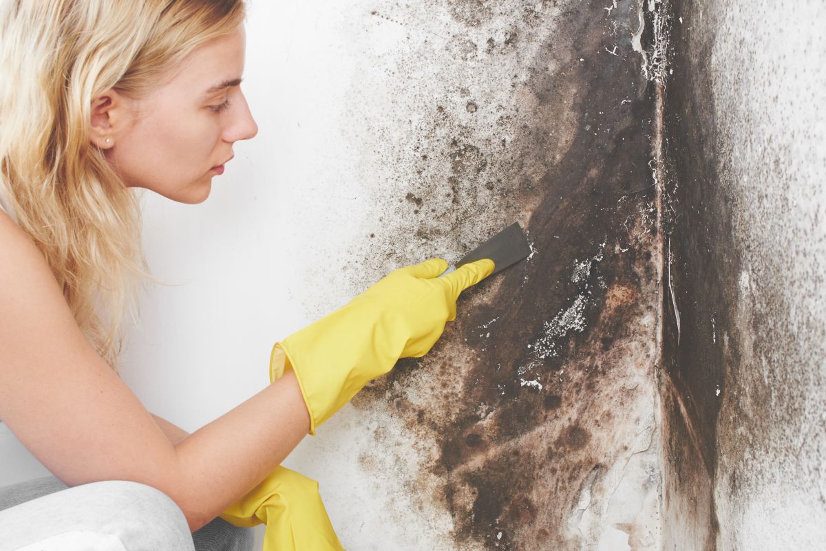 Mold Removal Services,